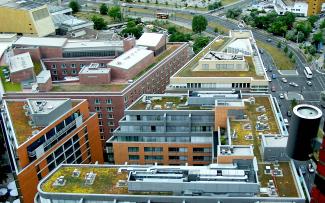 Extensive green roof in the city